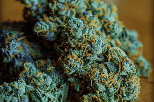 Cannabis Strain Blue Cookies THCa 