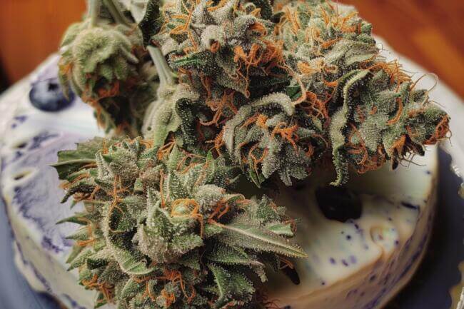 Cannabis Strain Blueberry Cheesecake THCa 