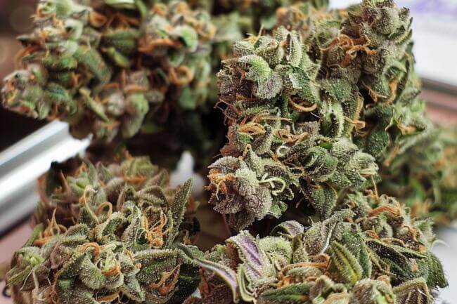 Cannabis Strain Blueberry Kush THCa 