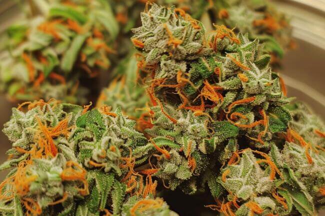 Cannabis Strain Candy Jack THCa 