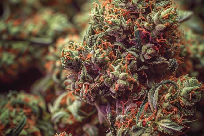 Cannabis Strain Cherry Poppers THCa 