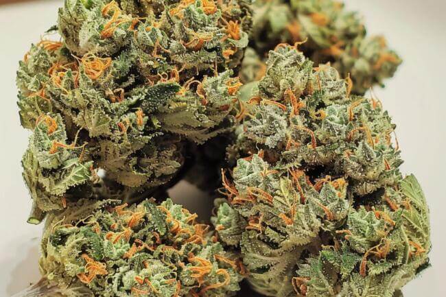 Cannabis Strain Double Cross THCa 