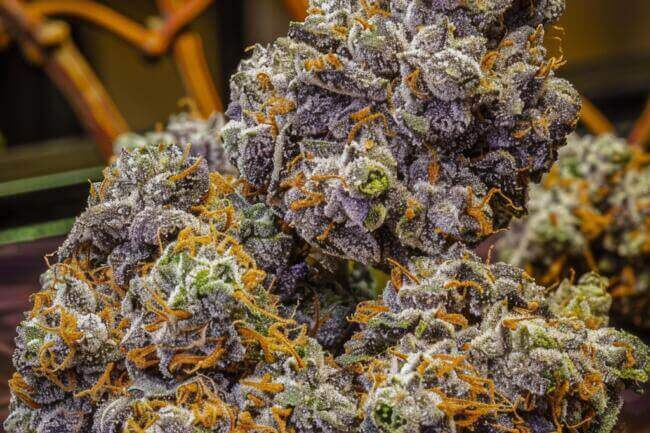 Cannabis Strain Grape Gushers THCa 