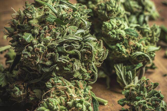 Cannabis Strain Green Poison THCa 