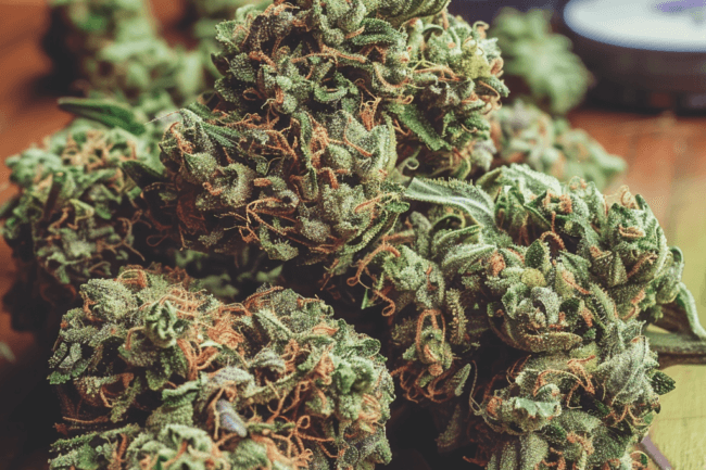Cannabis Strain Gush Mints THCa 