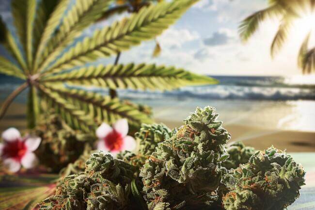 Cannabis Strain Hawaiian Haze THCa 