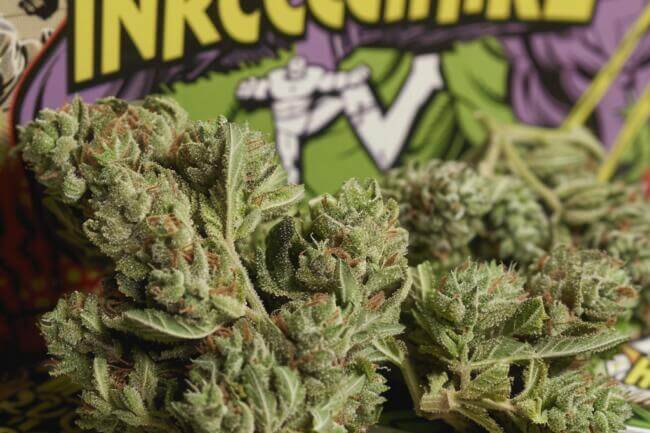 Cannabis Strain Incredible Hulk THCa 