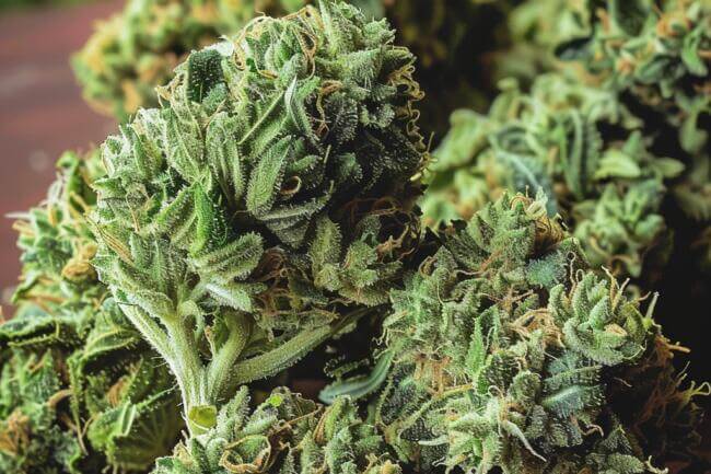 Cannabis Strain Khalifa Mints THCa 