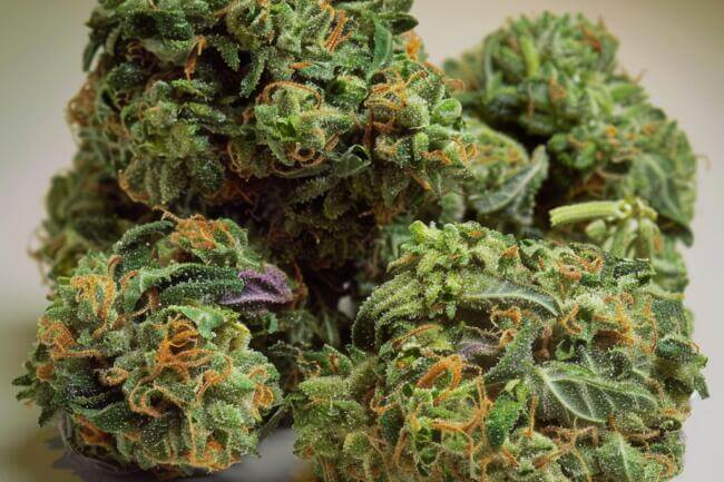 Cannabis Strain Kush Crasher THCa 