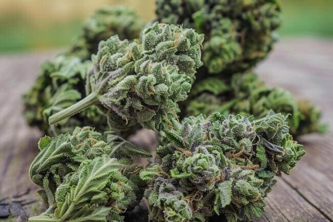 Cannabis Strain Kush Mints THCa 