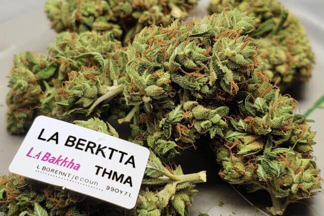 Cannabis Strain LA Baker THCa 