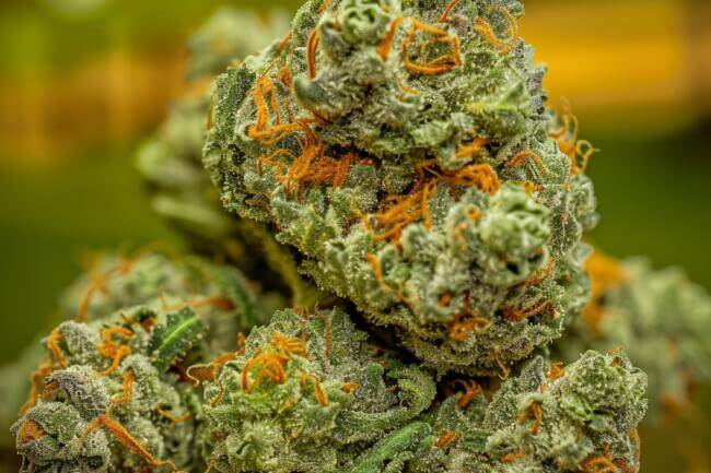 Cannabis Strain MAC Stomper THCa 