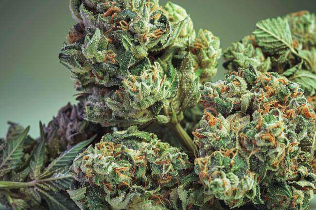 Cannabis Strain Mega-Z THCa 