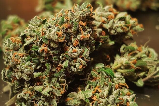 Cannabis Strain OMG THCa 
