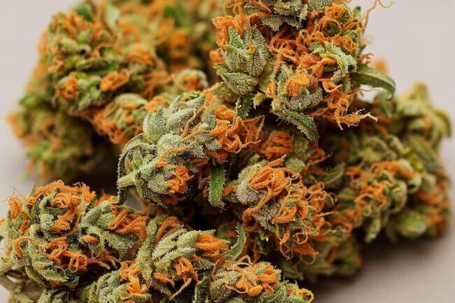 Cannabis Strain Orange Z THCa 