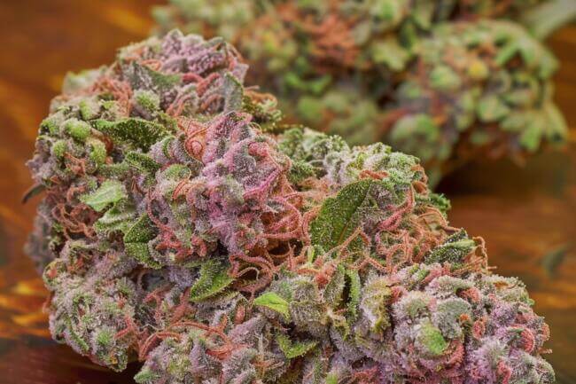 Cannabis Strain Pink Kush THCa 