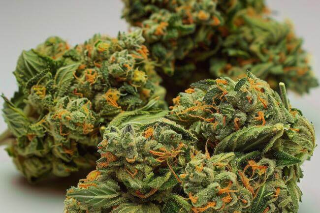 Cannabis Strain Puro Loco THCa 