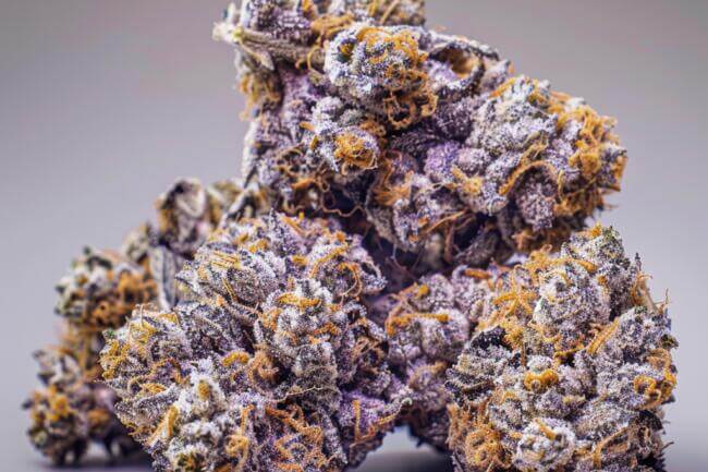 Cannabis Strain Purple Haze THCa 