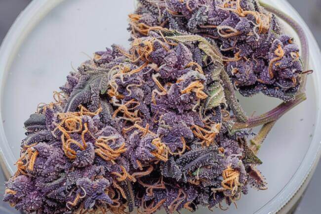Cannabis Strain Purple Ice THCa 