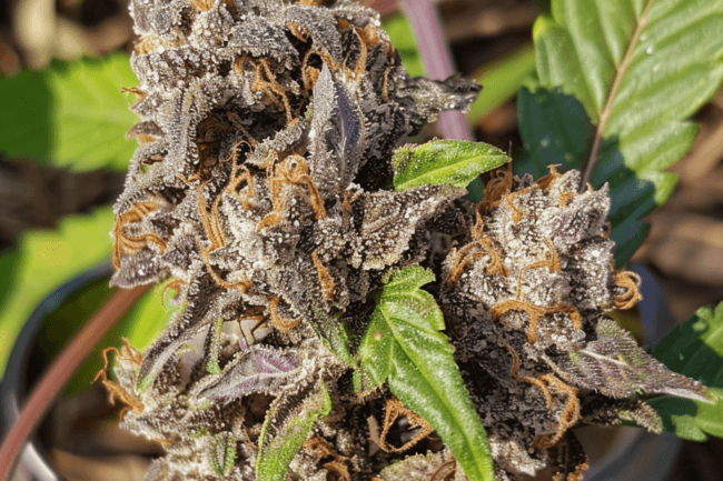 Cannabis Strain Purple Kush THCa 