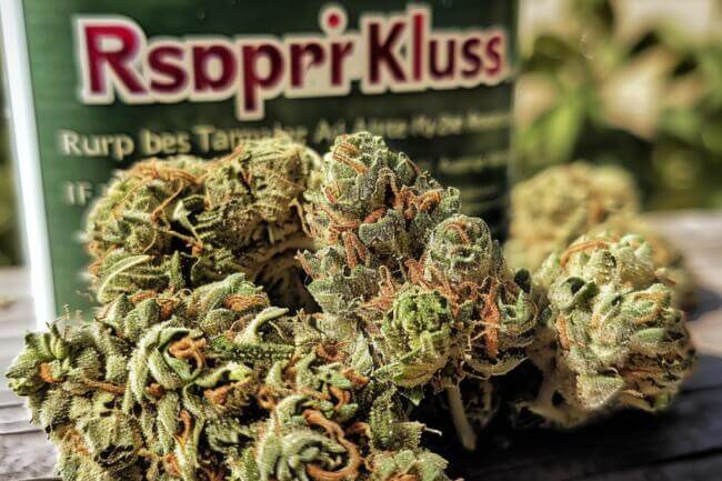 Cannabis Strain Raspberry Kush THCa 