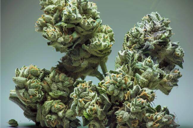 Cannabis Strain Rockstar THCa 