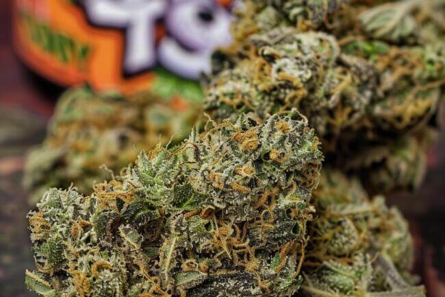 Cannabis Strain Scooby Snacks THCa 