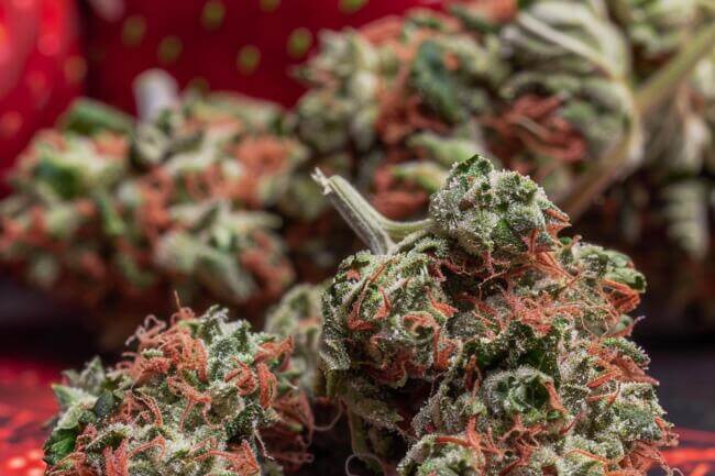 Cannabis Strain Strawberry Amnesia THCa 
