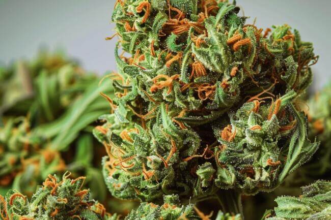 Cannabis Strain Super Jack THCa 