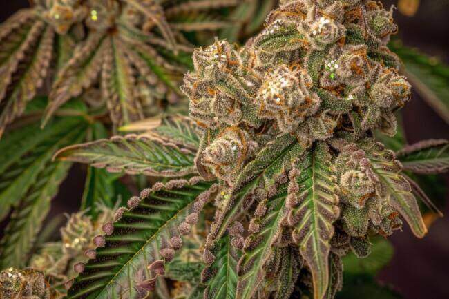 Cannabis Strain The Bling THCa 