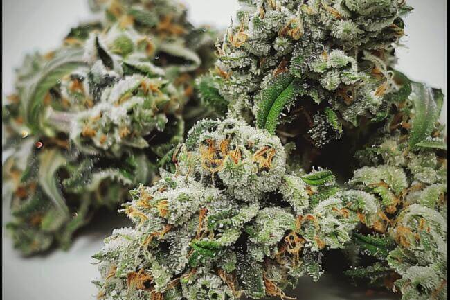 Cannabis Strain White Cookies THCa 