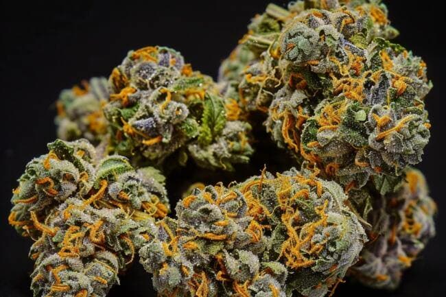 Cannabis Strain Z'Lato THCa 