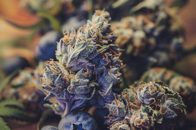 Marijuana Strain Blueberry Dream THCa 