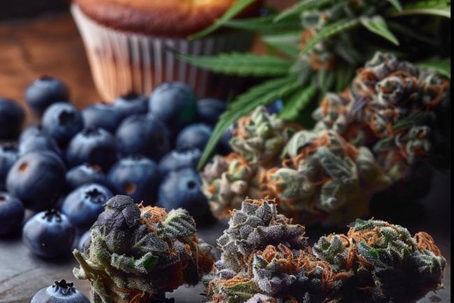 Marijuana Strain Blueberry Muffin THCa 