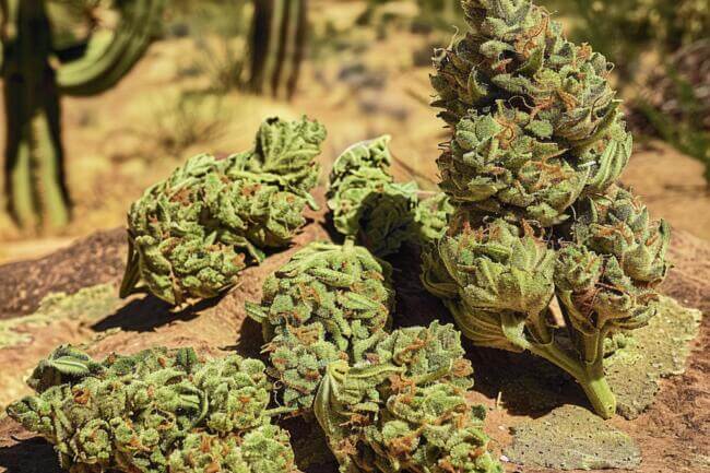 Marijuana Strain Cactus THCa 