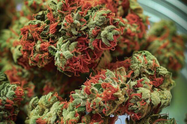 Marijuana Strain Code Red THCa 