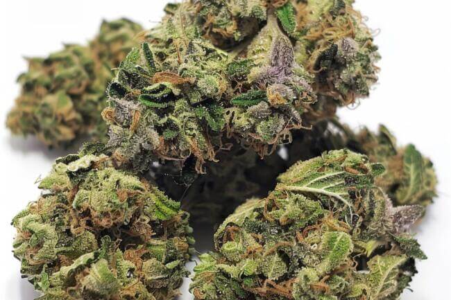 Marijuana Strain Gelato #41 THCa 