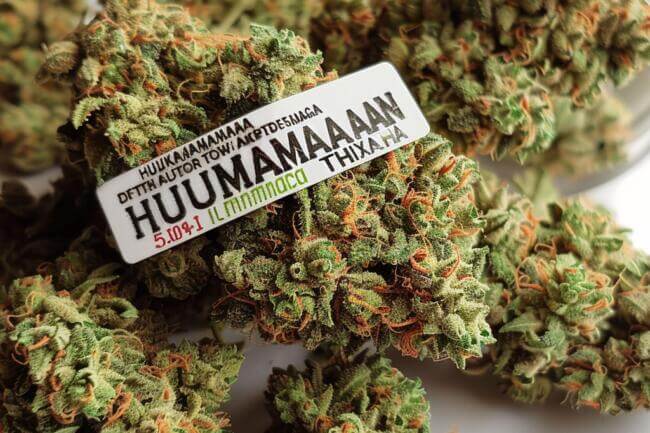 Marijuana Strain Hulkamania THCa 