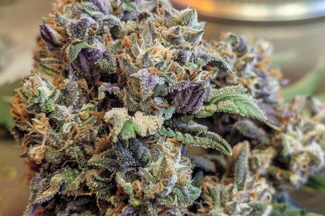 Marijuana Strain Lavender THCa 