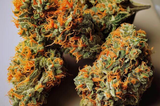 Marijuana Strain L'Orange THCa 