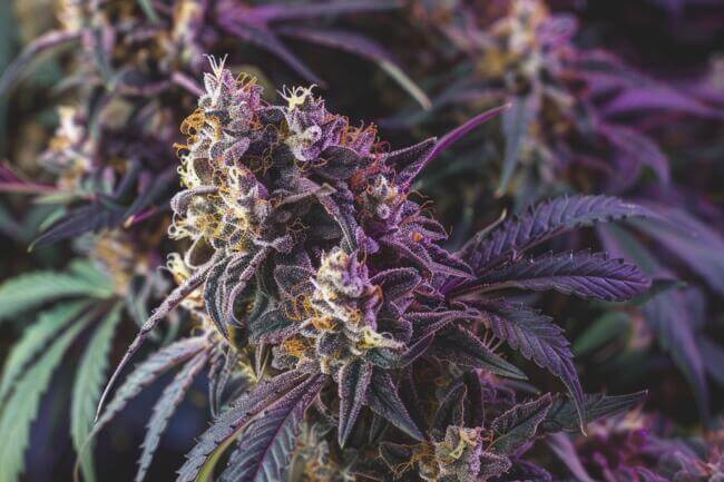 Marijuana Strain Purple Cookies THCa 