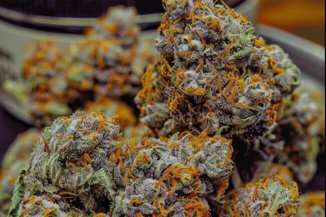 Marijuana Strain Purple Runtz THCa 