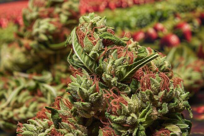 Marijuana Strain Sour Strawberry THCa 