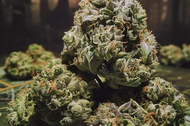 Marijuana Strain Zombie OG THCa 