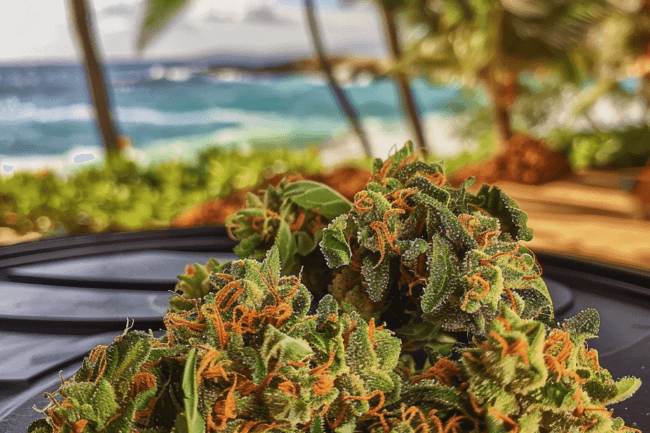 Weed Strain Maui Wowie THCa 